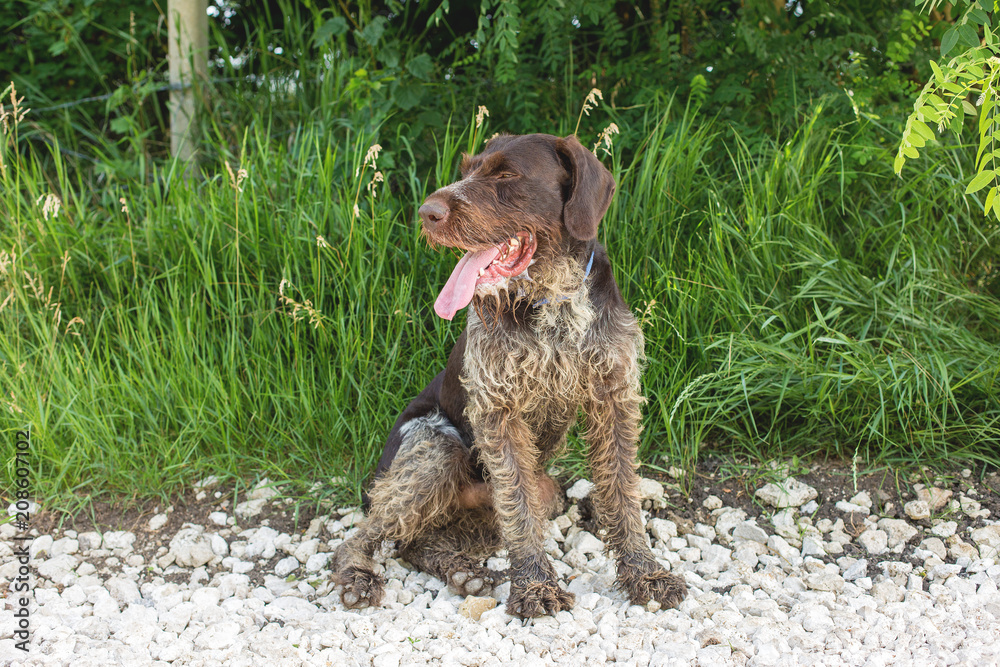 German hunting watchdog drahthaar, beautiful dog portrait in summer	