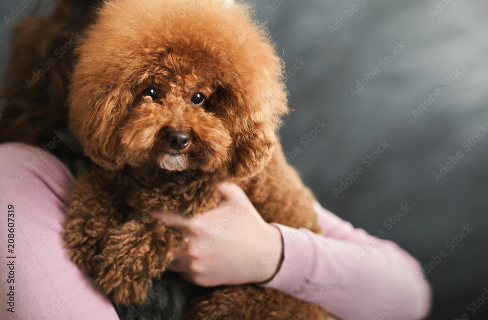Toy poodle dog on gray studio background