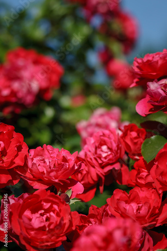 red roses on sunny sky background. Background defocus