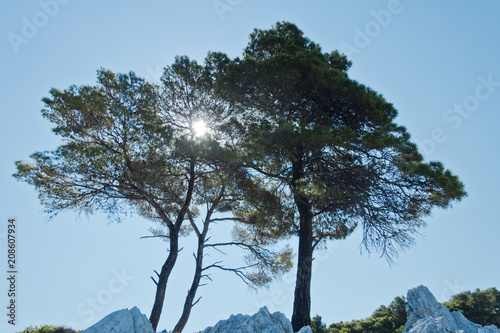 Three pine trees on a rocks at cape Amarandos, Skopelos island, Greece photo