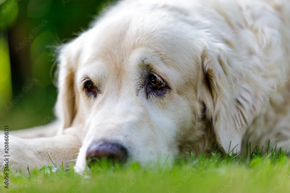 old golden retriever lying in garden in the green grass. close up old golden retriever lying in garden in the green grass. close up