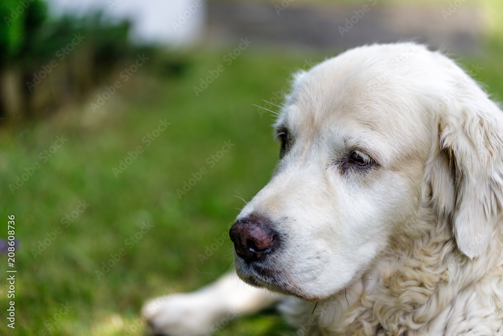 head of old golden retriever looking at the distance . close up