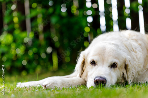 old golden retriever lying in garden in the green grass. close up