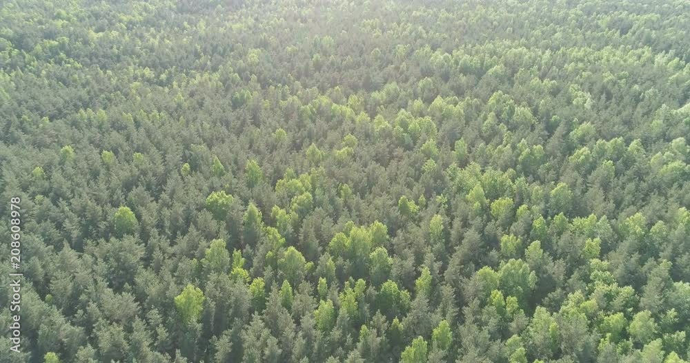 Aerial forward flight over mixed forest on a sunny summer day Aerial forward flight over mixed forest on a sunny summer day