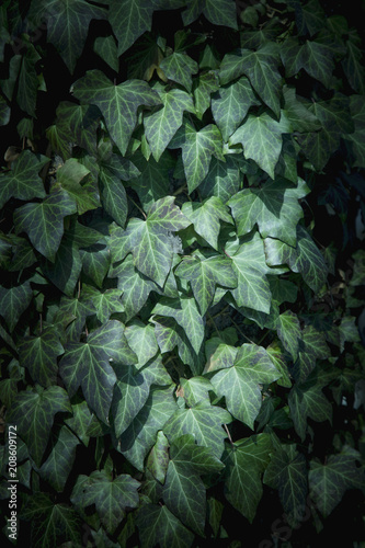 Ivy Texture, green leaves background, leaf pattern