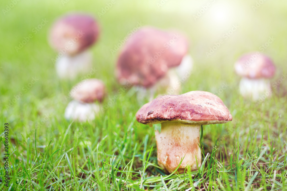 Close-up porcini growing in forest. Cep fungi at green grass glade. Gathering wild edible mushrooms concept. Bright sunny day with sunflare. Copyspace Close-up porcini growing in forest. Cep fungi at green grass glade. Gathering wild edible mushrooms concept. Bright sunny day with sunflare. Copyspace