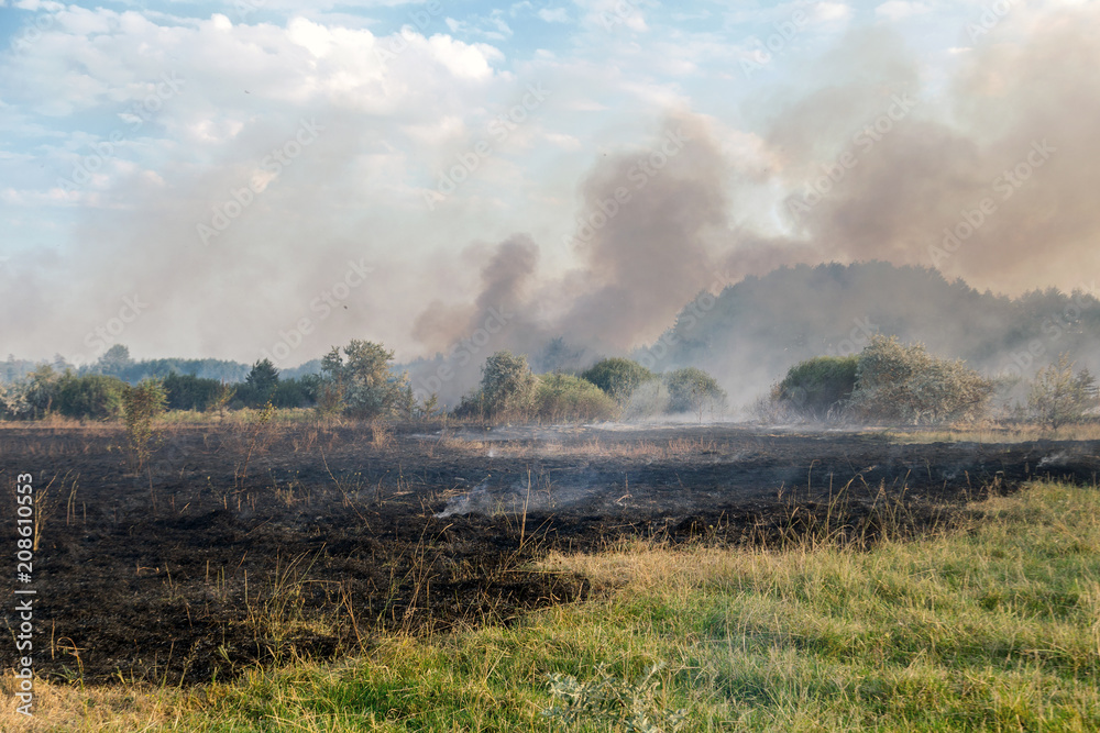 Forest wildfire. Burning field of dry grass and trees. Heavy smoke against blue sky. Wild fire due to hot windy weather in summer Forest wildfire. Burning field of dry grass and trees. Heavy smoke against blue sky. Wild fire due to hot windy weather in summer