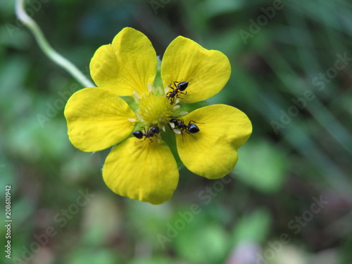 Tiny yellow flower and ants