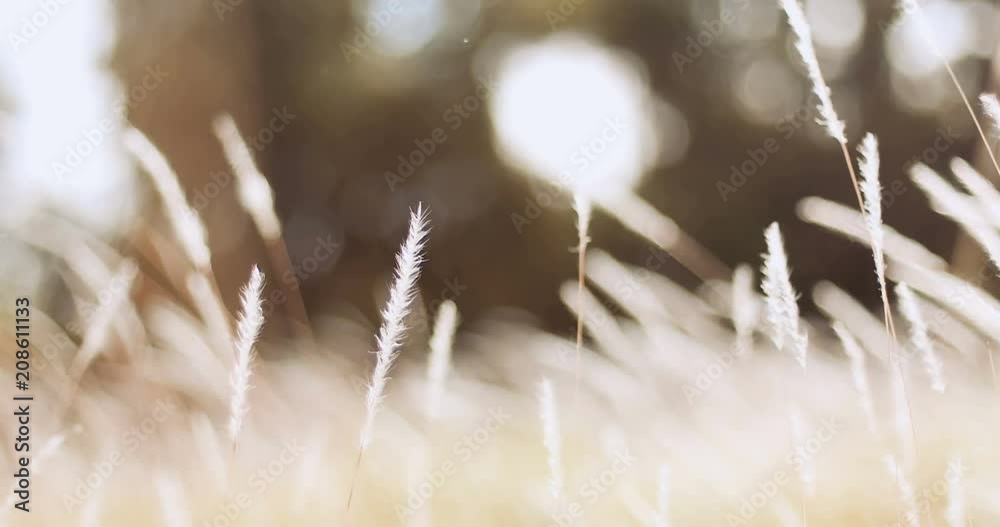 soft dreamy white grass feather in wind with warm summer sun light , softness and fresh  nature in autumn, a spring or summer season background