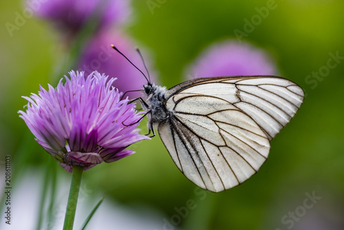 Black veined White butterlfy sitting on a flower