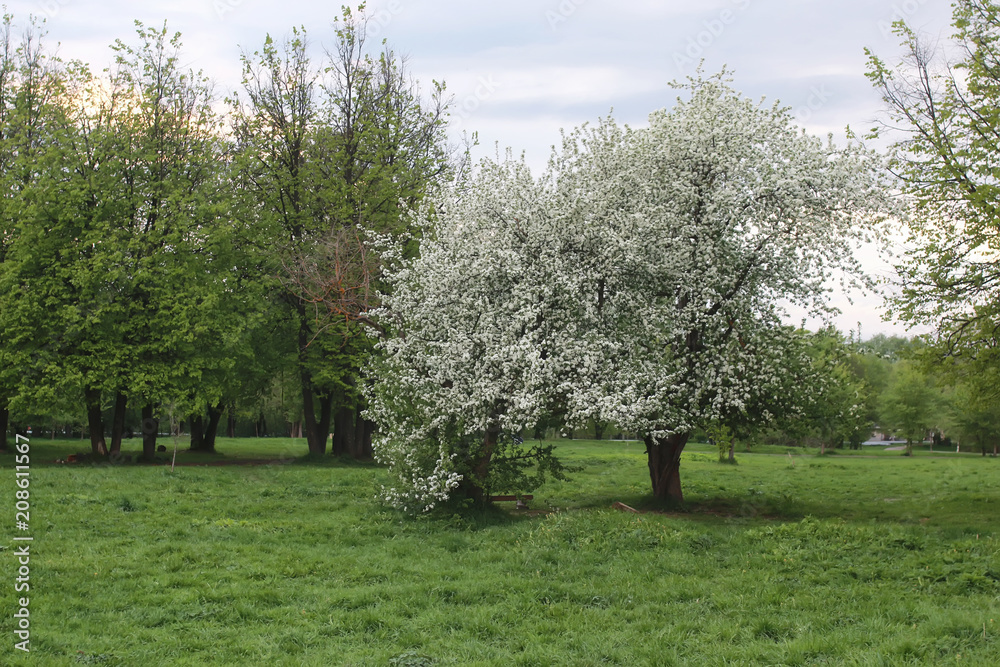 flower apple tree in field sunset