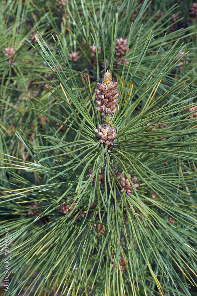 Ponderosa pine (Pinus ponderosa). Called Bull Pine, Blackjack Pine and Western Yellow Pine also. Ponderosa pine (Pinus ponderosa). Called Bull Pine, Blackjack Pine and Western Yellow Pine also.