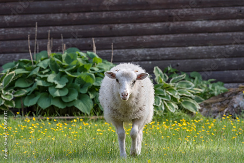 Fotografija a white lamb walking on gras and flowers
