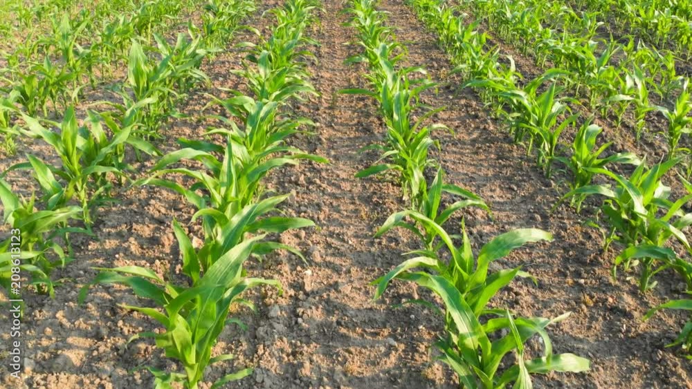 Aerial shot top view of corn field tilted down going forward Aerial shot top view of corn field tilted down going forward