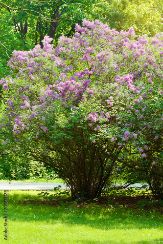 Lilac or common lilac, Syringa vulgaris in blossom. Purple flowers growing on lilac blooming shrub in park. Spring in the garden.