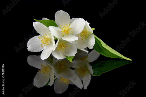 Jasminum. Jasmine flowers with reflection on black glass. Black background.