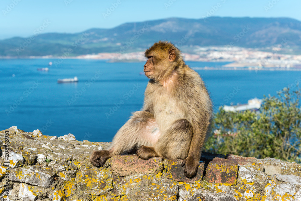 Naklejka premium Barbery Ape or Gibraltar monkey sitting on a wall at the top of The Rock of Gibraltar against a vivid scenic seascape