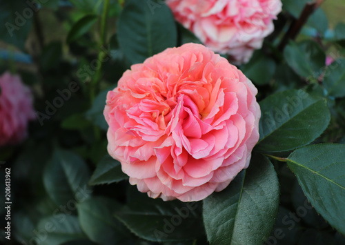 Closeup beautiful rose Chippendale  photographed in the organic garden with blurred foliage.Nature and rose concept.