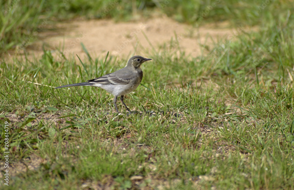 Motacilla alba. Motacilla on the grass of the garden. Motacilla alba. Motacilla on the grass of the garden.