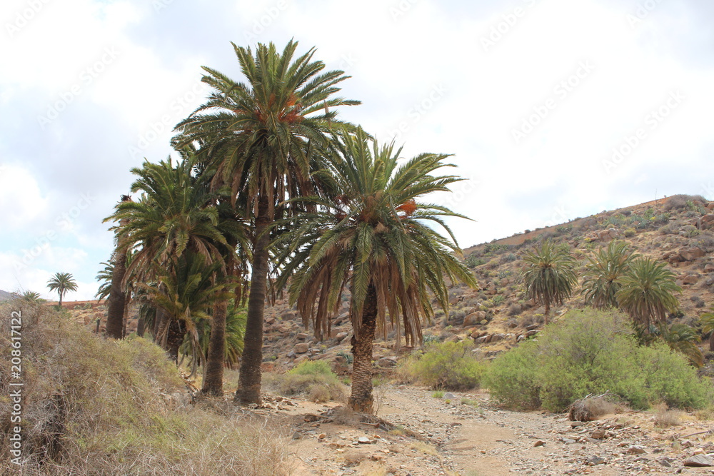 Fuerteventura Barranco de las Penitas Fuerteventura Barranco de las Penitas
