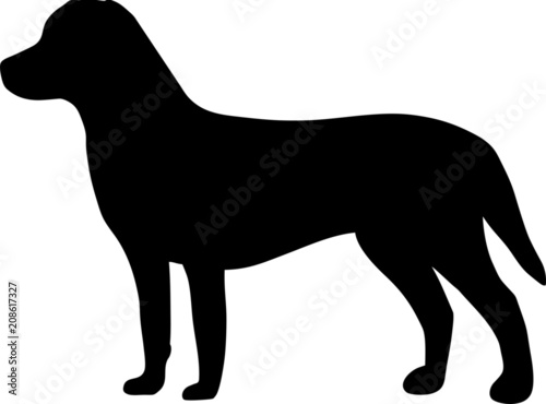 Chesapeak Bay Retriever Dog