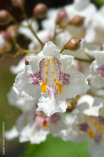 Southern catalpa photo