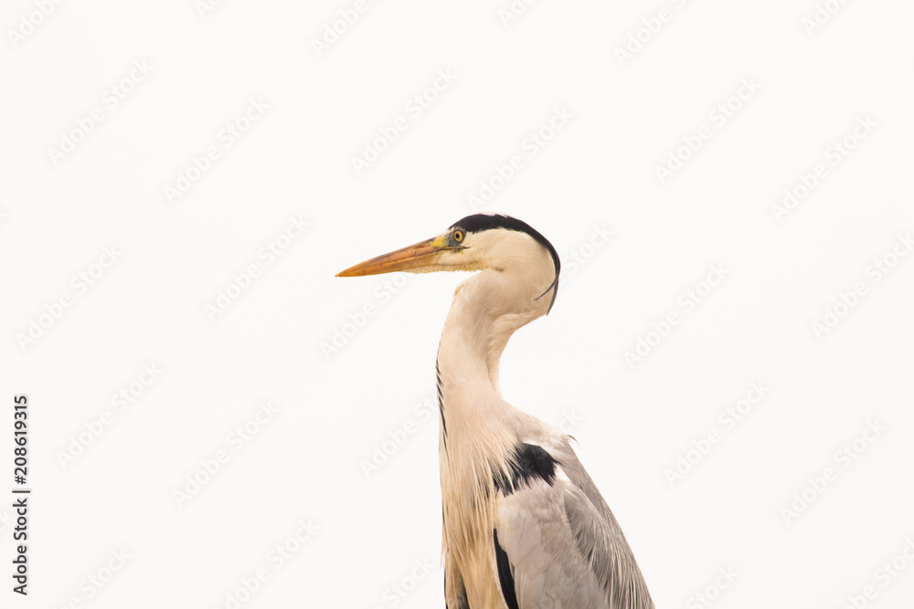 Obraz premium 青鷺