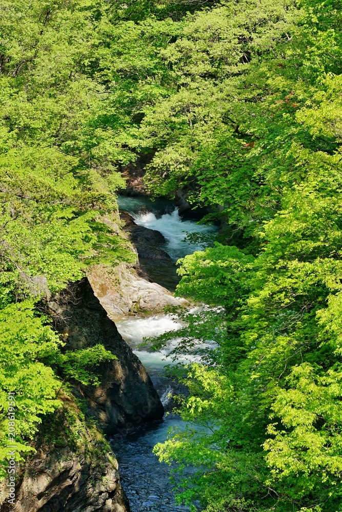 新緑の清流 新緑の清流