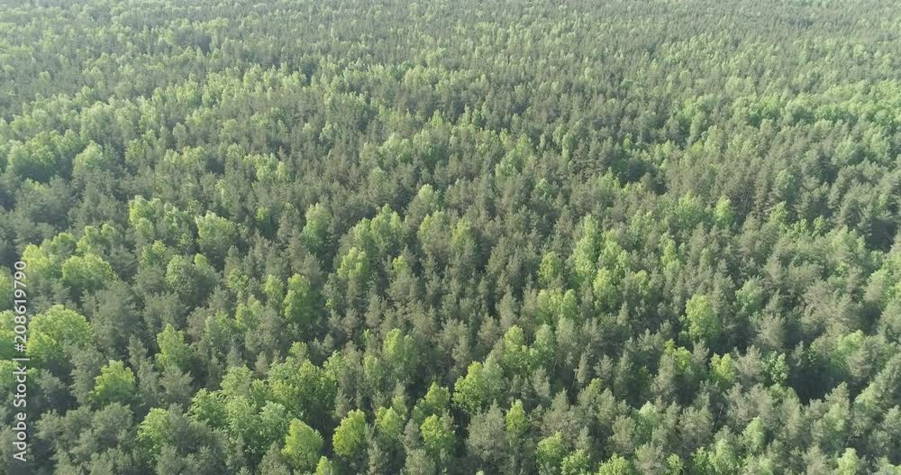 Aerial forward flight over mixed forest on a sunny summer day Aerial forward flight over mixed forest on a sunny summer day