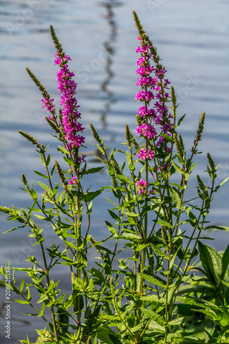 Fresh beautiful purple blooming flowers on a lake background. Lupinus, lupin or lupine