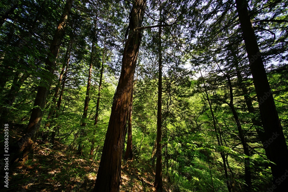 森の木々