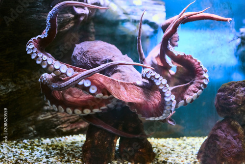 Beautiful Sea World. Sea octopus. photo