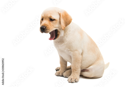 puppy labrador isolated