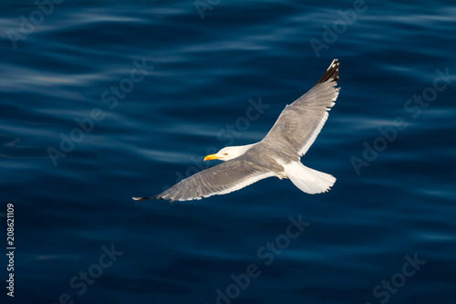 European herring gull, seagull, Larus argentatus flying in the summer along the shores of Aegean sea near Athens, Greece © Todor Dinchev