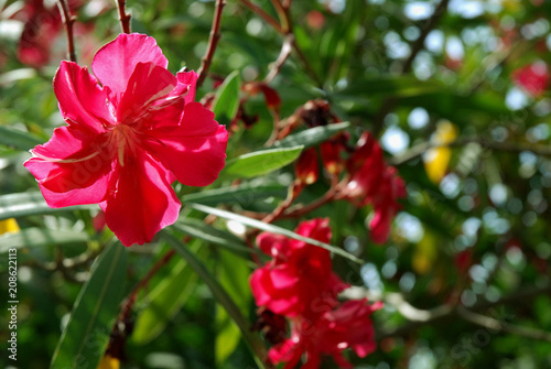 Red Hibiscus Plant