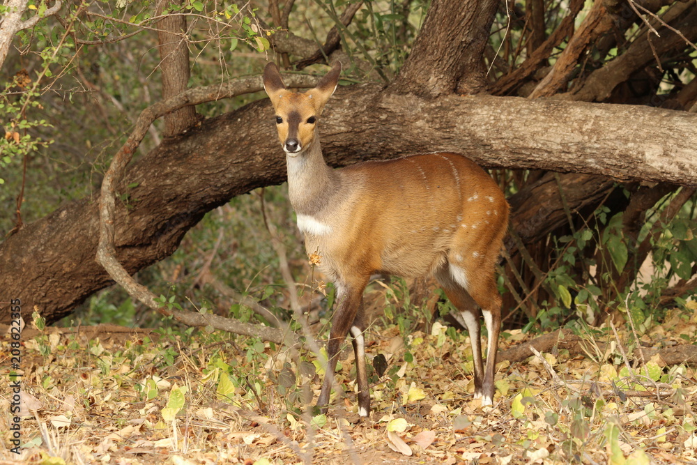 bushbuck in South Africa bushbuck in South Africa