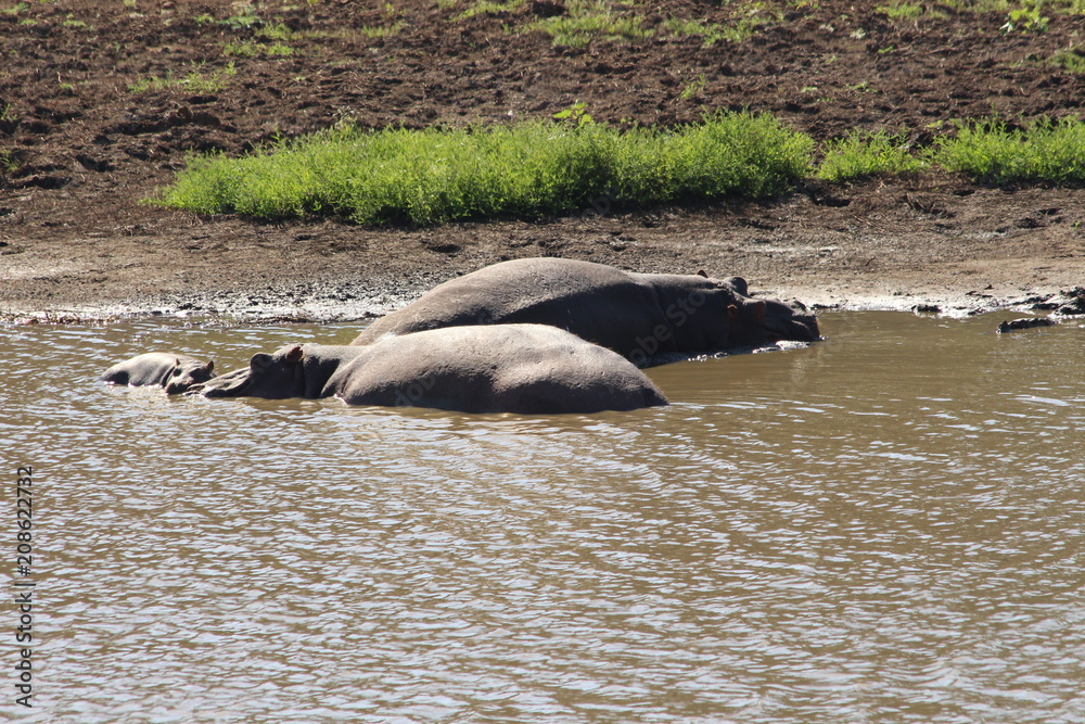 Fototapeta premium Hippo in water