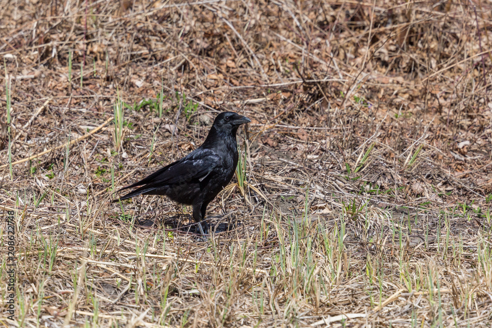 side view carrion crow (corvus corone) standing on dry ground side view carrion crow (corvus corone) standing on dry ground