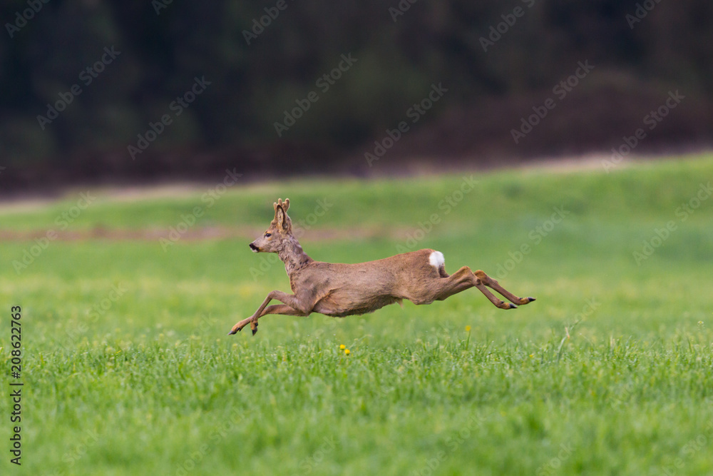 Fototapeta premium young jumping roebuck (capreolus) in green meadow, legs in air