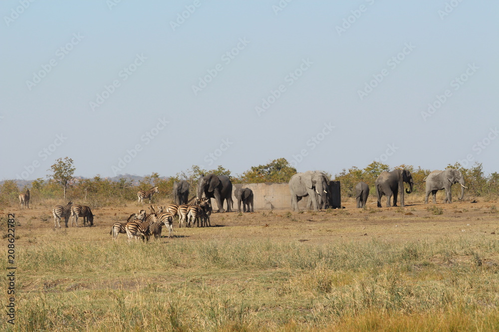 Animals at a water hole Animals at a water hole