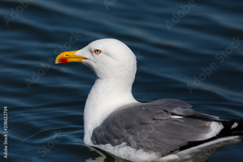 side view portrait natural yellow-legged gull (larus michahellis) in blue water