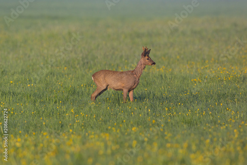 young roebuck standing in dandelion field, grass, morning light © Pascal Halder