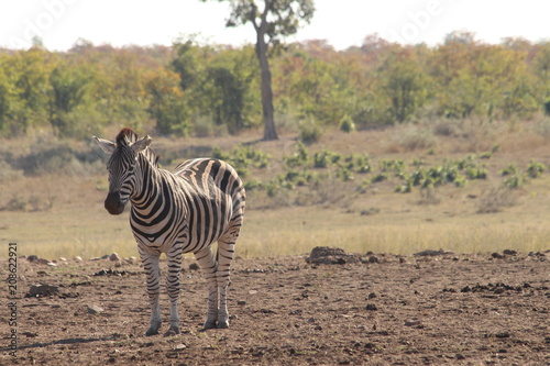Zebra in africa