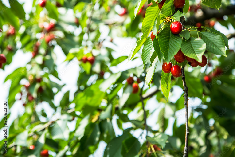 cherries on the tree 