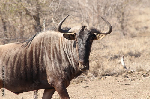 Canvas Print Wildebeest facing