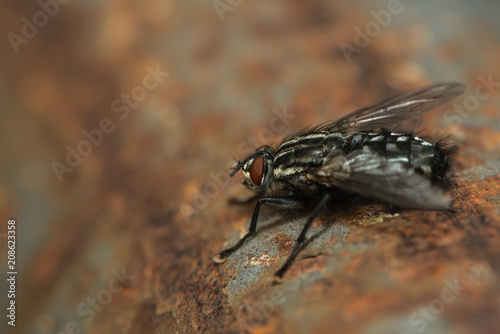 Fliege sitzt auf einer verrosteten Eisenstange