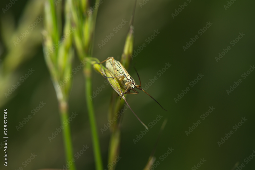 Weichkäfer sitzt auf einem Blatt Weichkäfer sitzt auf einem Blatt