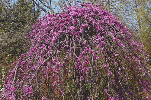 Φωτογραφία Lavender twist weeping redbud (Cercis canadensis Lavender Twist).