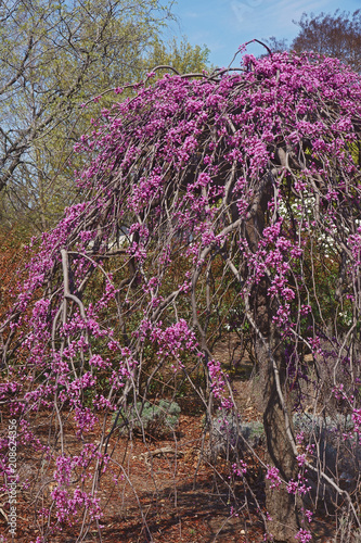 Slika na platnu Lavender twist weeping redbud (Cercis canadensis Lavender Twist).