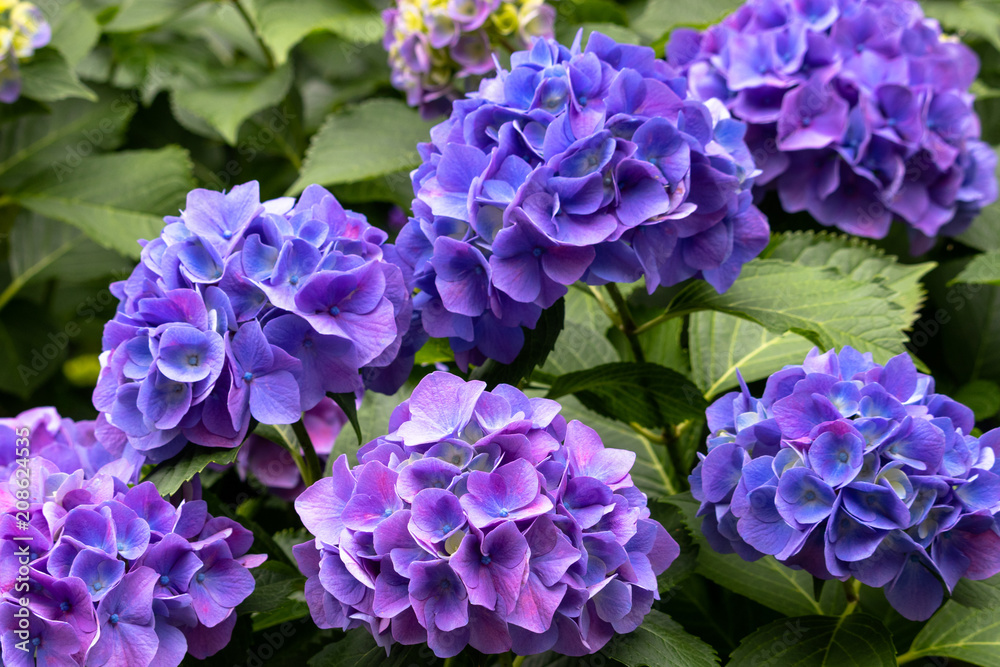 Hydrangea of Asukayama Park in Kita Ward, Tokyo, Japan / Asukayama park is a public park in Kita Ward, Tokyo, Japan Hydrangea of Asukayama Park in Kita Ward, Tokyo, Japan / Asukayama park is a public park in Kita Ward, Tokyo, Japan